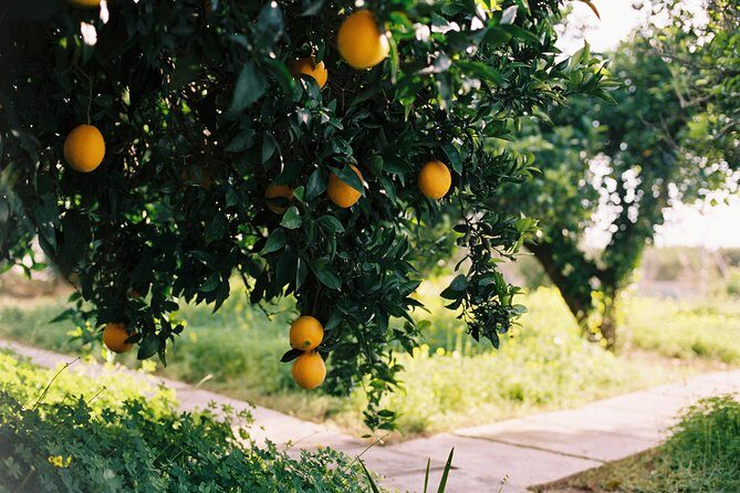 Authentic Valencian Paella Cooking Class - From Valencia’s Pickup Point to Orange-Grove Countryside