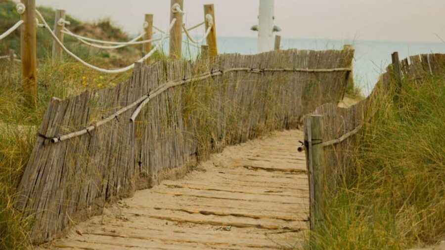 From Valencia: Albufera Day Trip with Boat Tour and Transfer - Morning vs afternoon: how to choose the right timing