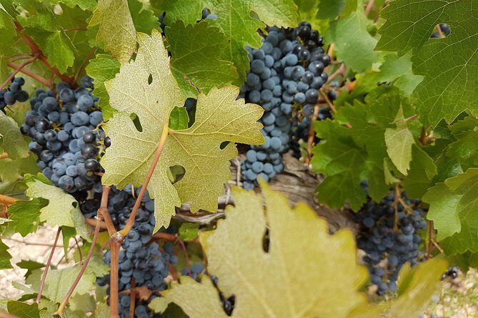 Singular Valencia Wine Tour Utiel Requena Wineries - Lunch at a local restaurant: how the meal completes the day