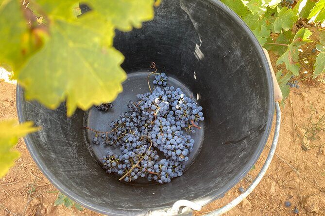 Singular Valencia Wine Tour Utiel Requena Wineries - Price and what $270.33 gets you (and why it can be worth it)
